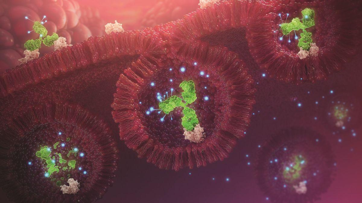 这张图片是癌细胞内抗体药物偶联物的科学说明